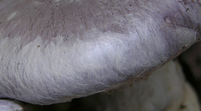 Cortinarius cumatilis.